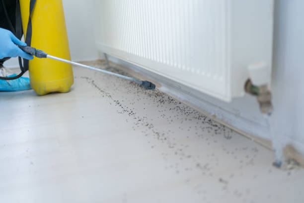 Flea Control Services in Pulaski, VA